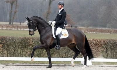 coco chanel patrick van der meer|Patrick van der Meer en Coco Chanel winnen in Mechelen.